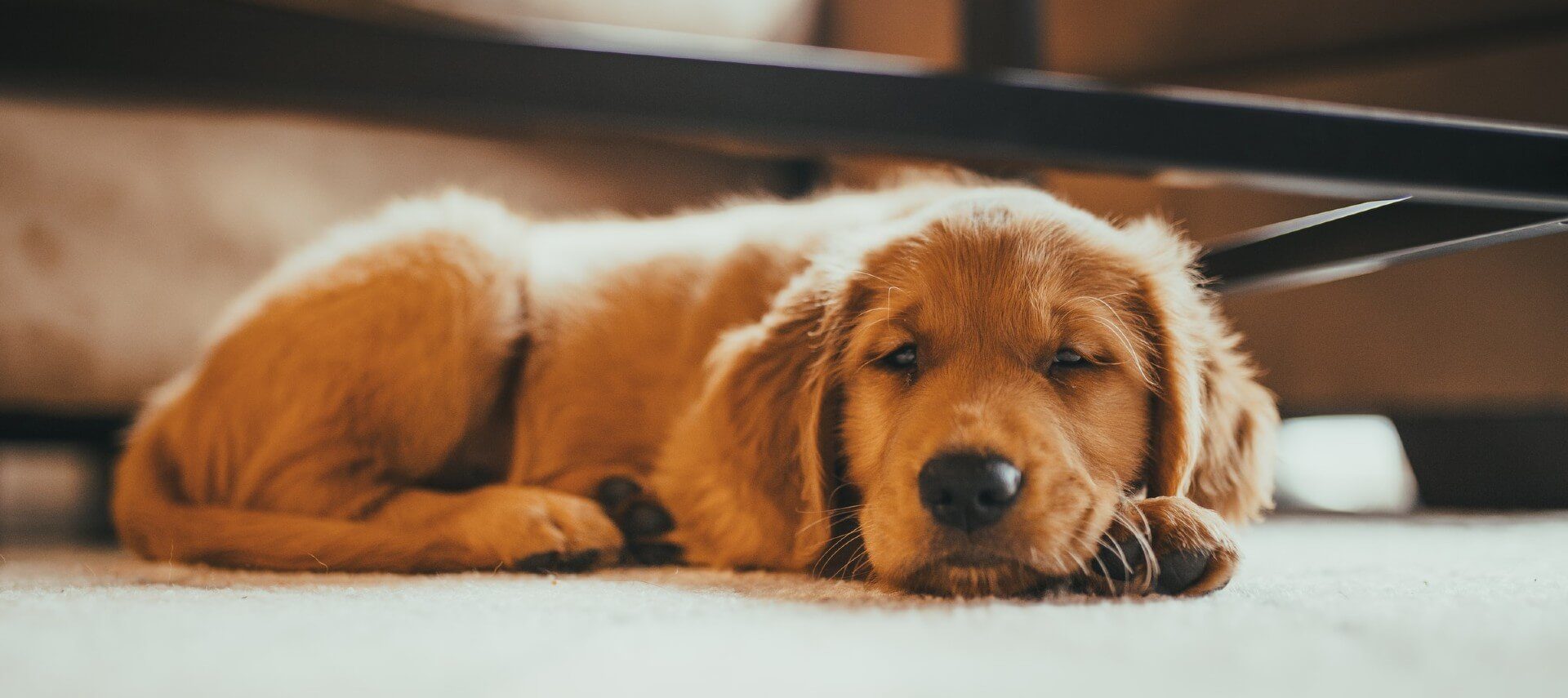 A small brown dog laying on a light colored carpet under a coffee table